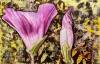pflanzen-bilder-christine-herbold-ohmes (25)