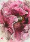 pflanzen-bilder-christine-herbold-ohmes (18)