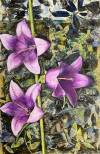 pflanzen-bilder-christine-herbold-ohmes (20)
